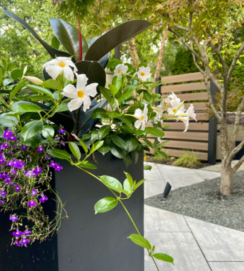 Softscape Beautiful Planter